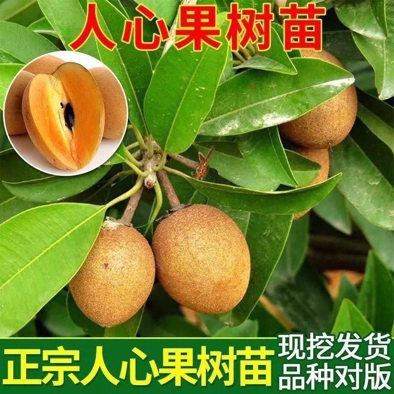 新品种人心果苗南北方种植四季结果大果型人心果带土带叶发货