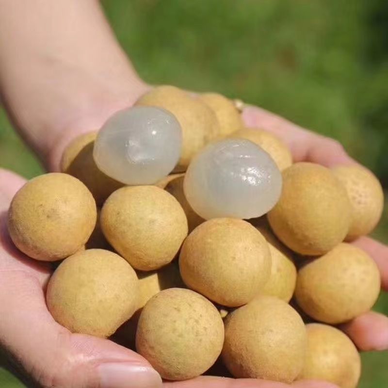 广东石硖龙眼，产地直采，价格美丽量大从优，致电详谈