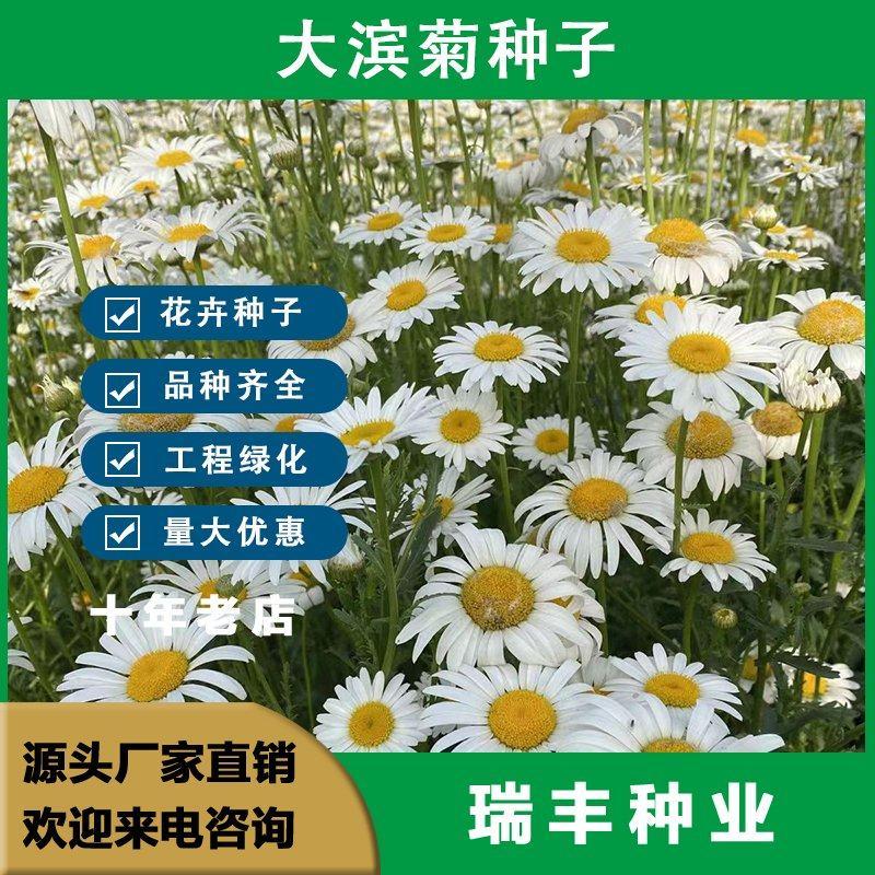 西洋滨菊种子，大滨菊种籽多年生宿根花籽易活花海绿化花卉种