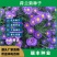 荷兰菊种子，多年生花卉种子，庭院阳台景观绿化花卉种子批发