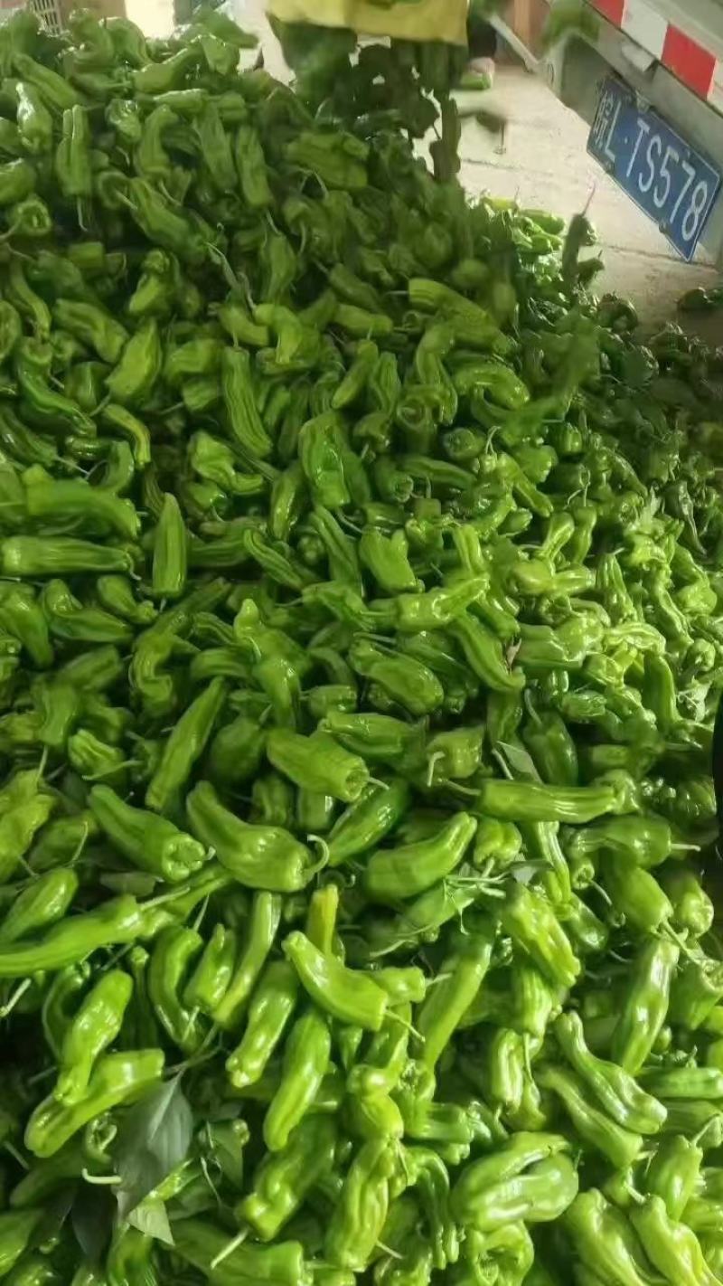 薄皮椒薄皮青椒产品发货商超品质全国代发欢迎电话订货