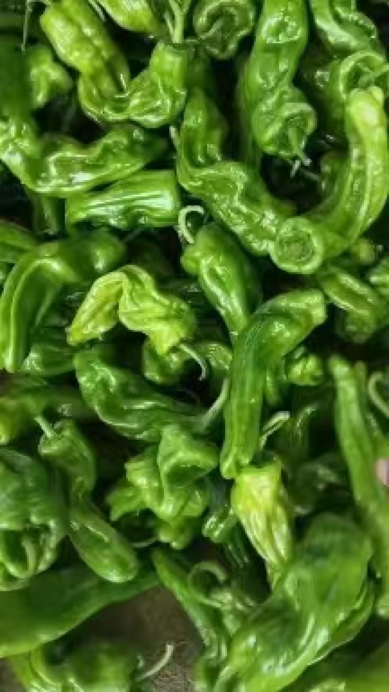 薄皮椒薄皮青椒产品发货商超品质全国代发欢迎电话订货