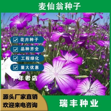 麦仙翁花种子，麦毒草草花种籽，耐旱花卉种子，景观绿化花卉