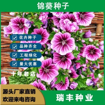 锦葵种子春播四季阳台庭院盆栽园林观花植物花籽多年生耐寒花