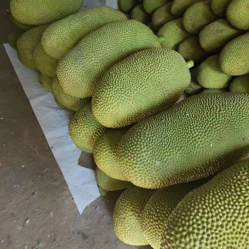 菠萝蜜海南菠萝蜜新鲜水果黄肉红肉菠萝蜜整个批发一件代发现