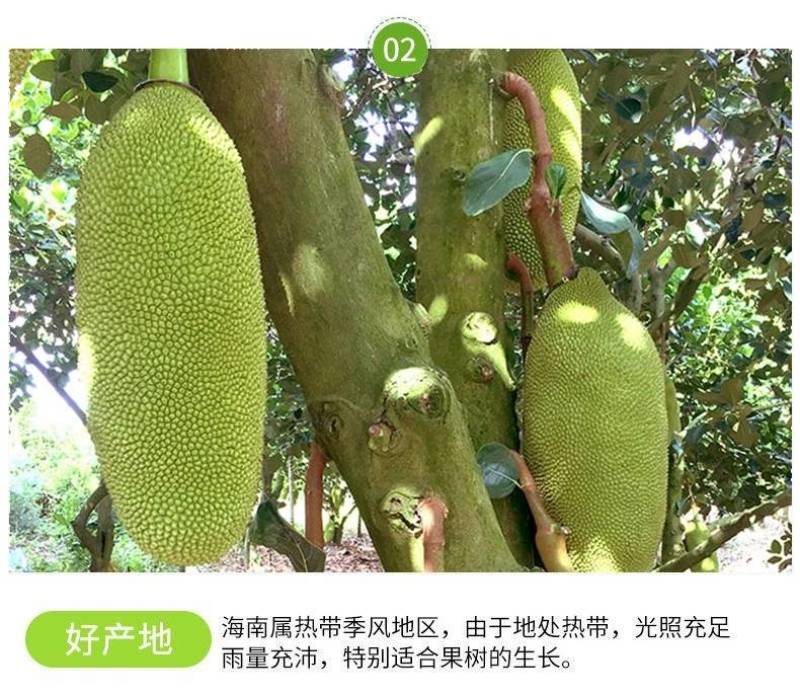 菠萝蜜海南菠萝蜜新鲜水果黄肉红肉菠萝蜜整个批发一件代发现