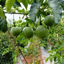百香果