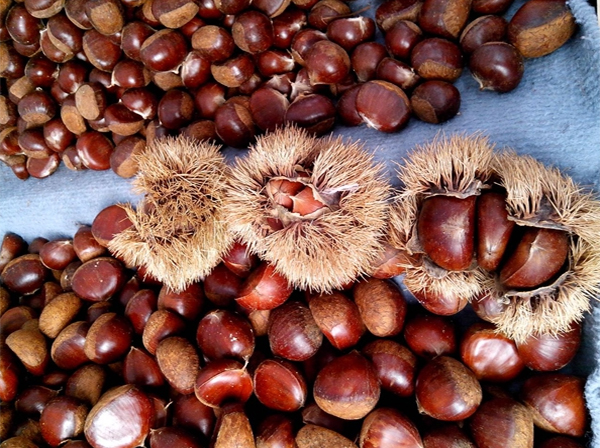 小板栗毛栗子特写