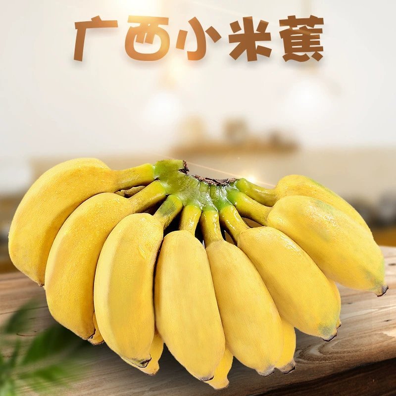 现货广西小米香蕉8分熟新鲜水果软糯孕妇水果小香蕉非天宝蕉