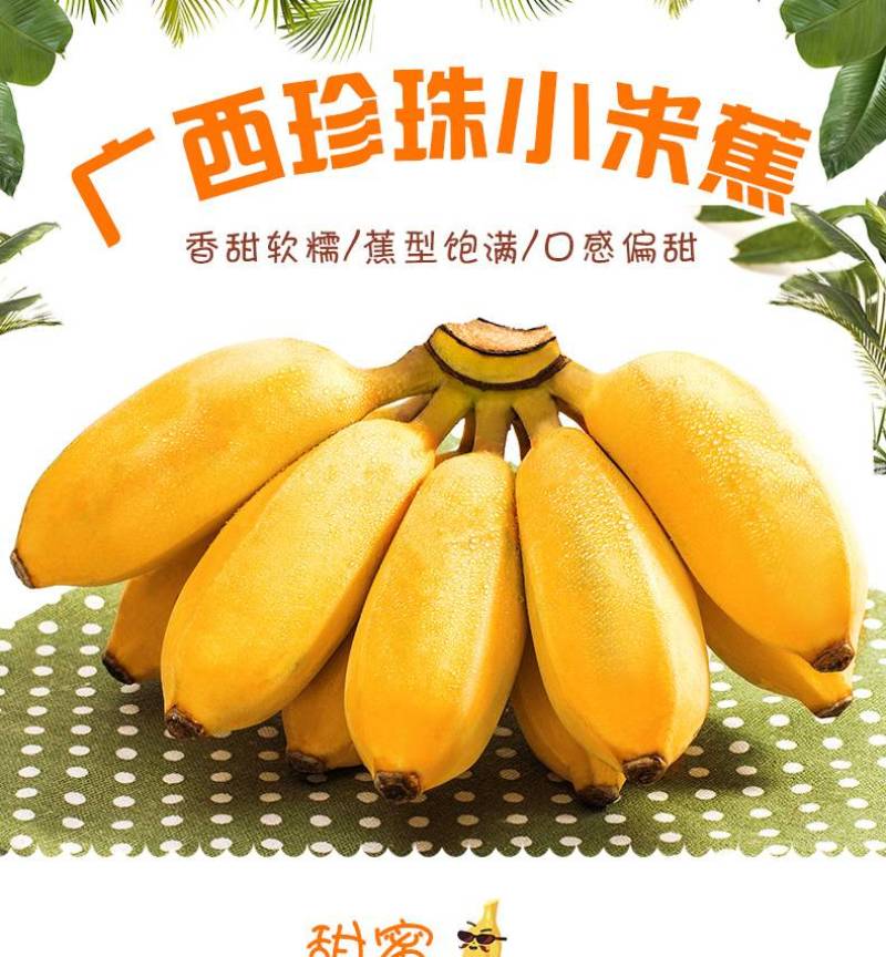 现货广西小米香蕉8分熟新鲜水果软糯孕妇水果小香蕉非天宝蕉