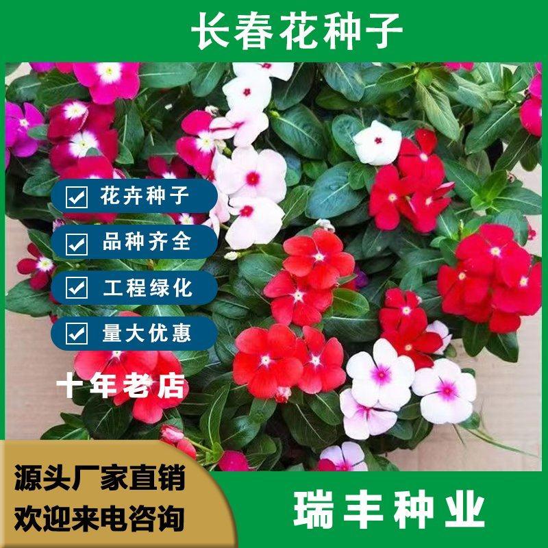 长春花种子天天开花期长多年生花海庭院室内阳台盆栽花卉花草