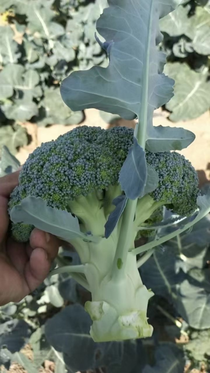 邯郸精品西蓝花产地一手货源质量保证欢迎咨询