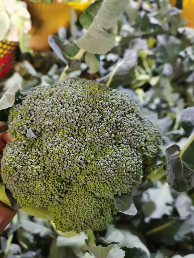 邯郸精品西蓝花产地一手货源质量保证欢迎咨询