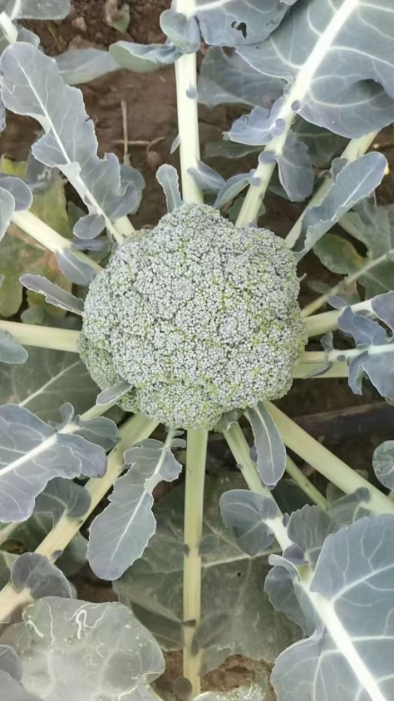 邯郸精品西蓝花产地一手货源质量保证欢迎咨询