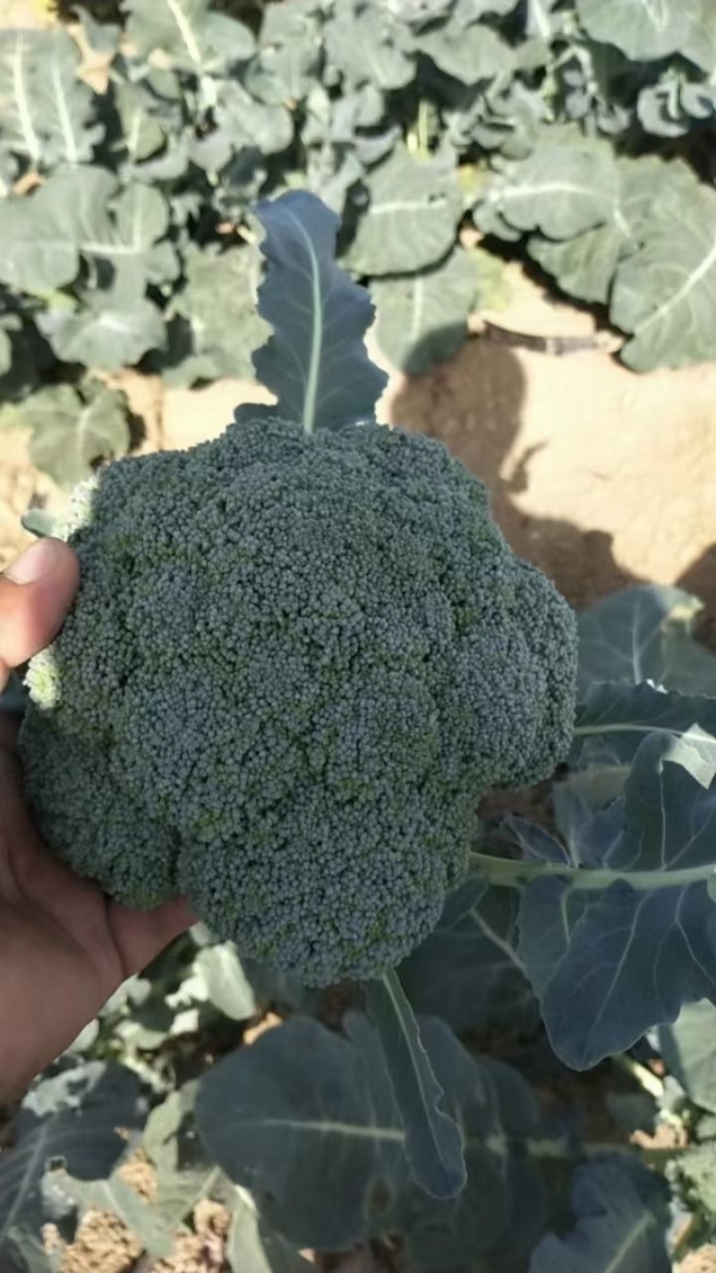 邯郸精品西蓝花产地一手货源质量保证欢迎咨询