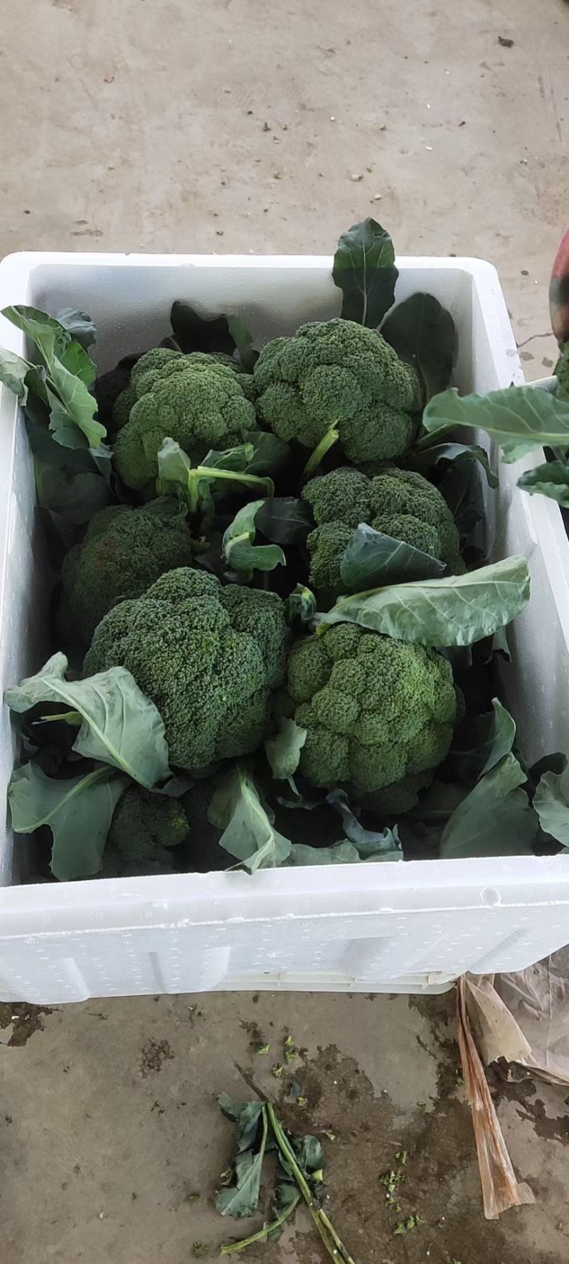邯郸精品西蓝花产地一手货源质量保证欢迎咨询
