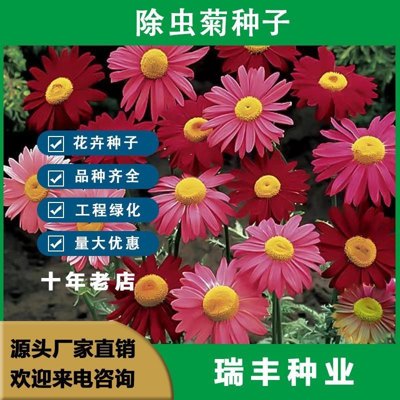 除虫菊花种子，景观绿化花卉种子，除虫菊种子草花卉种子批发