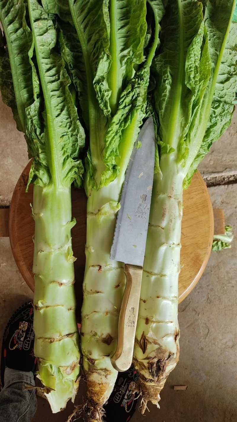 邯郸尖叶莴笋青皮青肉质量保证可视频看货