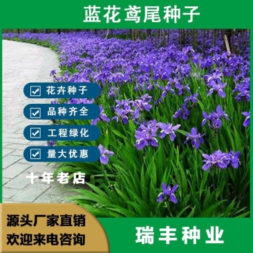 蓝花鸢尾种子，多年生耐寒庭院花种子花种子花卉植物四季播种