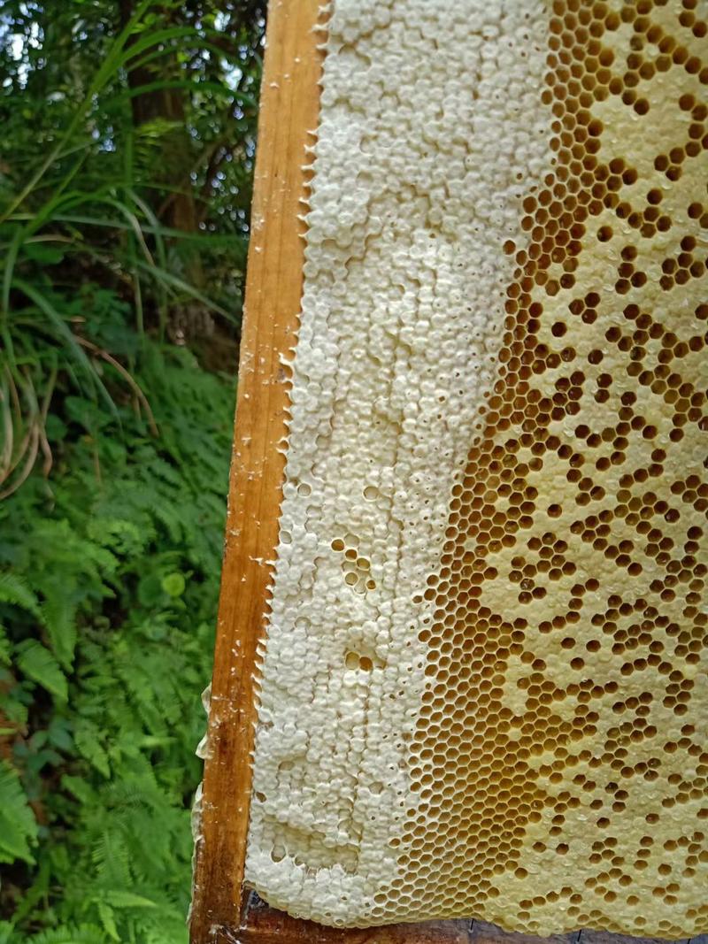 正宗大山自养中蜂土蜂蜜