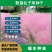 粉黛乱子草种子网红草花种籽子毛芒乱子草多年生花种子景观花