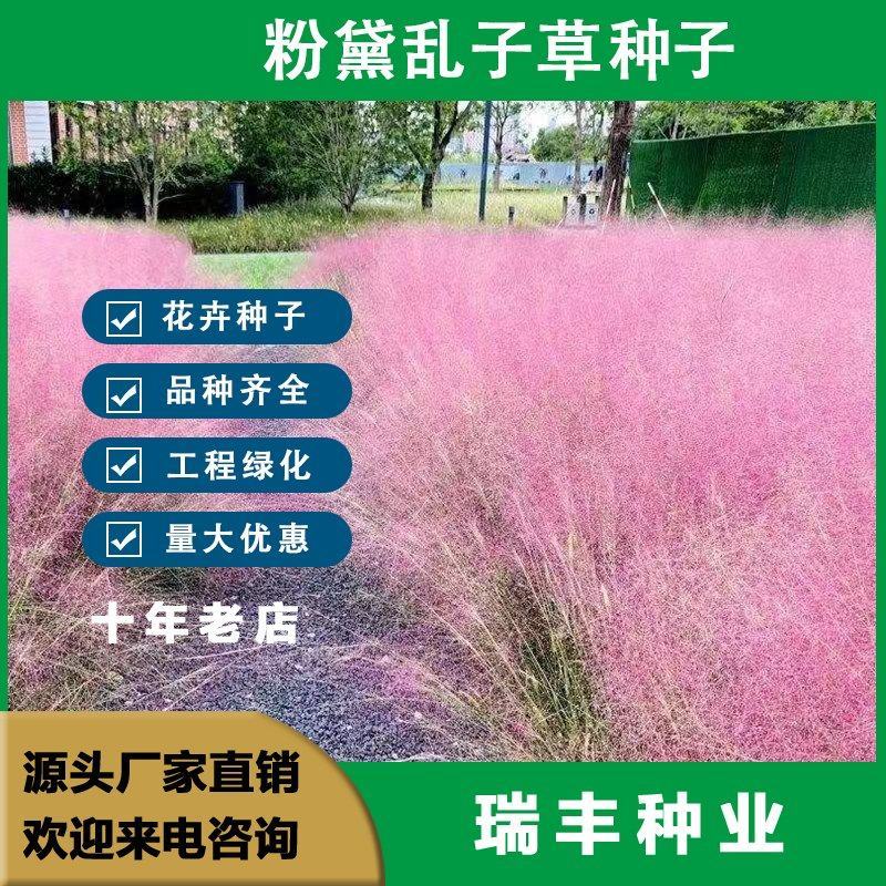 粉黛乱子草种子网红草花种籽子毛芒乱子草多年生花种子景观花