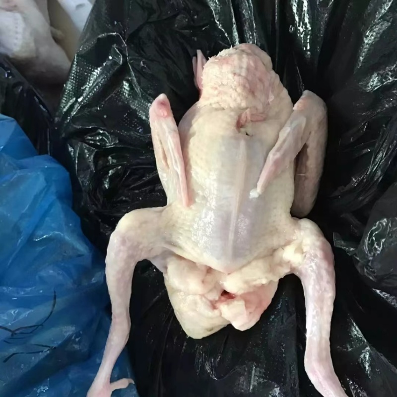 广西生鲜鸽子，精品乳鸽，预包装冻品乳鸽中鸽欢迎下单