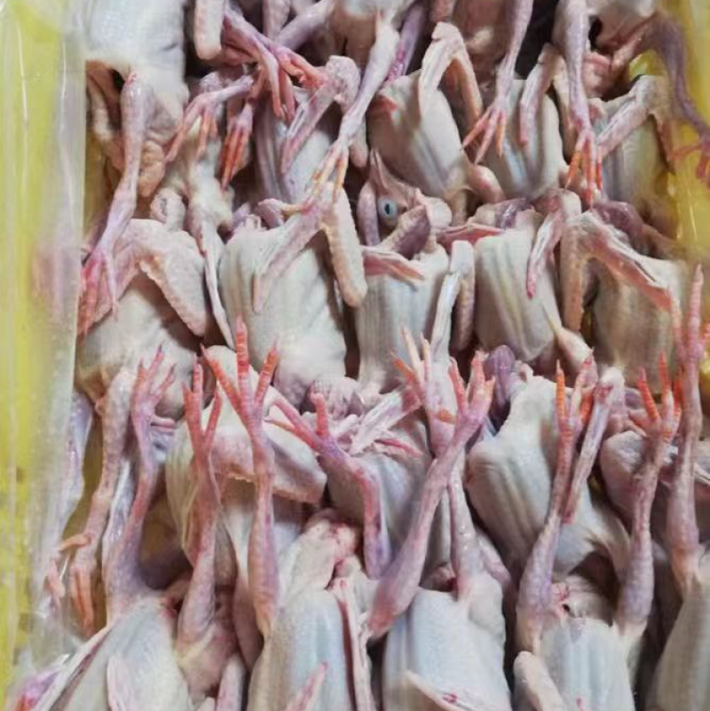 广西生鲜鸽子，精品乳鸽，预包装冻品乳鸽中鸽欢迎下单