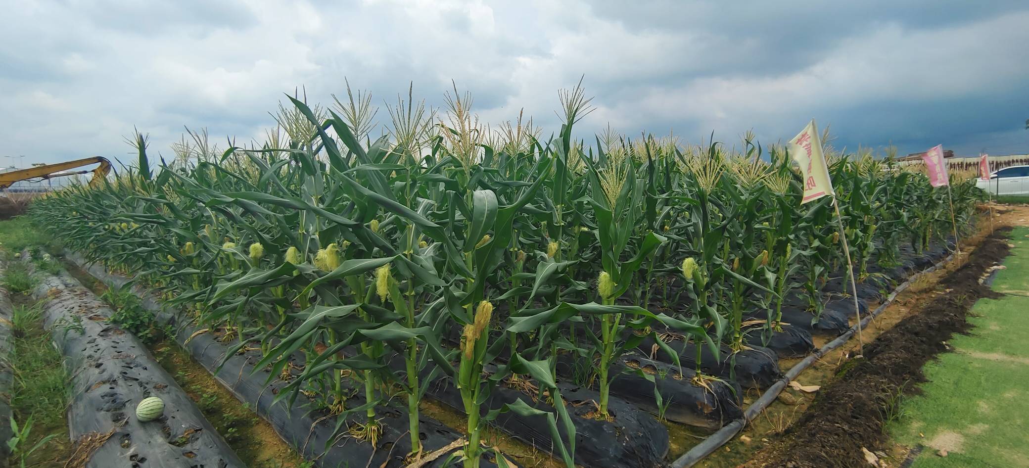 图示一名农技人员使用卷尺在田间测量甜玉米的行距与株距,行距设定为60厘米,株距为37厘米,地面已插标记杆,背景为整齐播种后的苗床 甜玉米株行距测量示意图