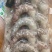 黑虎特大虾品质保证