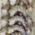 黑虎特大虾品质保证