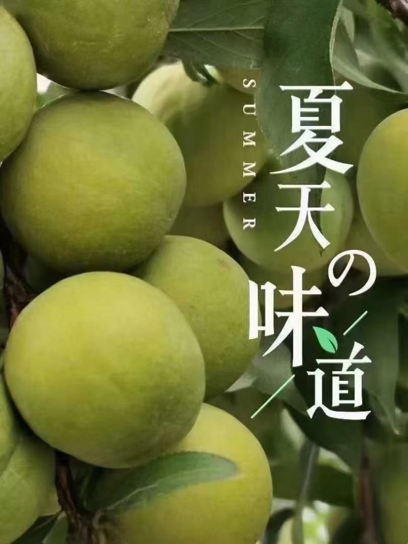 巫山脆李口感脆甜脱骨