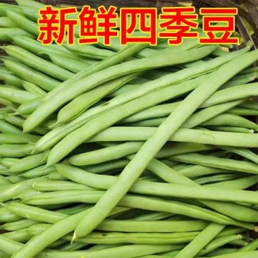 四季豆，白花四季豆产地一手货源，现摘打包装货发货保量