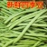 四季豆，白花四季豆产地一手货源，现摘打包装货发货保量