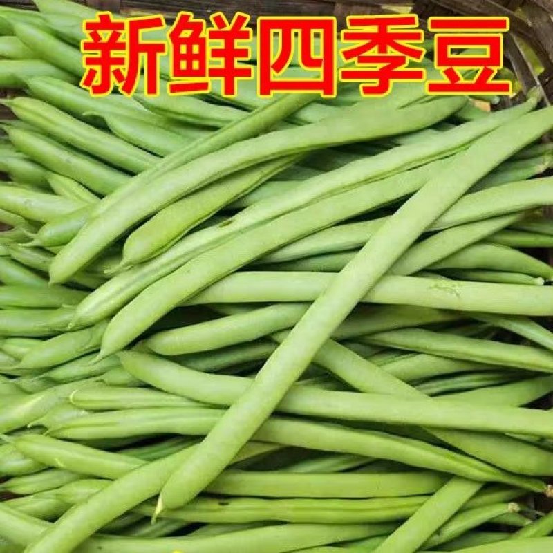 四季豆，白花四季豆产地一手货源，现摘打包装货发货保量