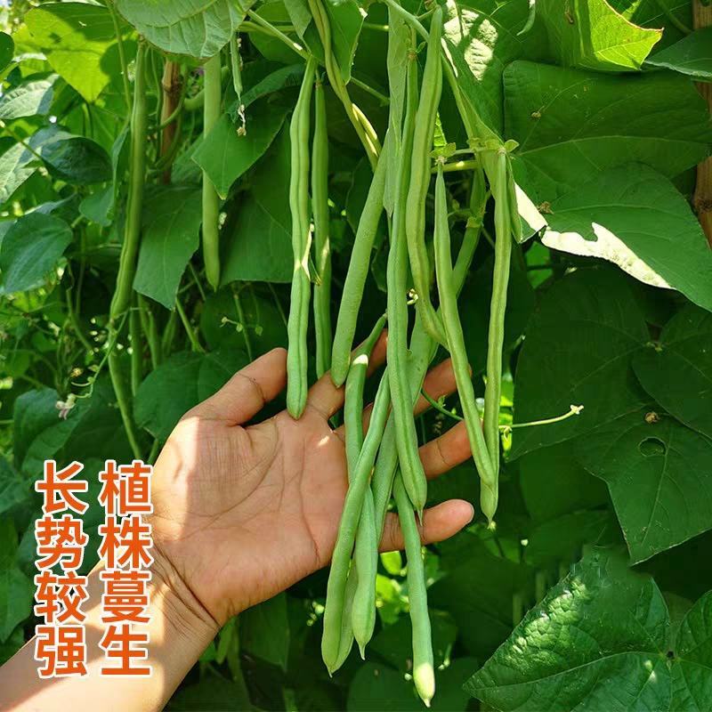 四季豆，白花四季豆产地一手货源，现摘打包装货发货保量
