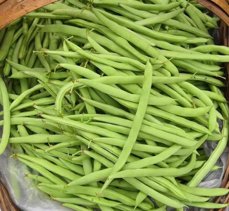 四季豆，白花四季豆产地一手货源，现摘打包装货发货保量