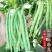 四季豆，白花四季豆产地一手货源，现摘打包装货发货保量