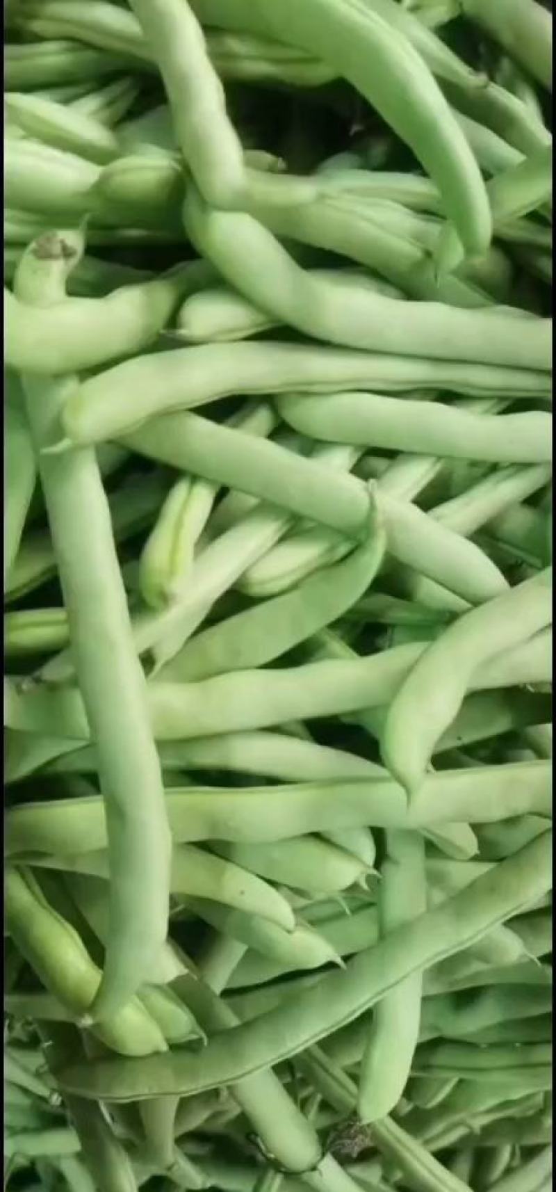 四季豆，白花四季豆产地一手货源，现摘打包装货发货保量