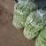 四季豆，白花四季豆产地一手货源，现摘打包装货发货保量