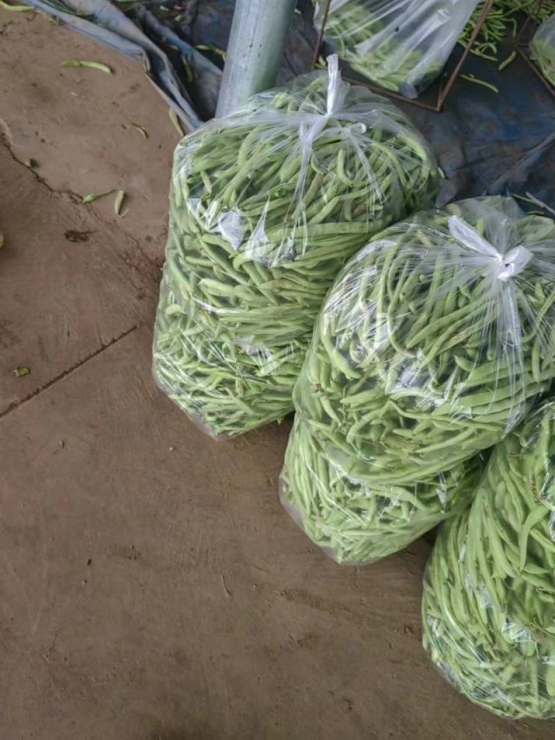 四季豆，白花四季豆产地一手货源，现摘打包装货发货保量