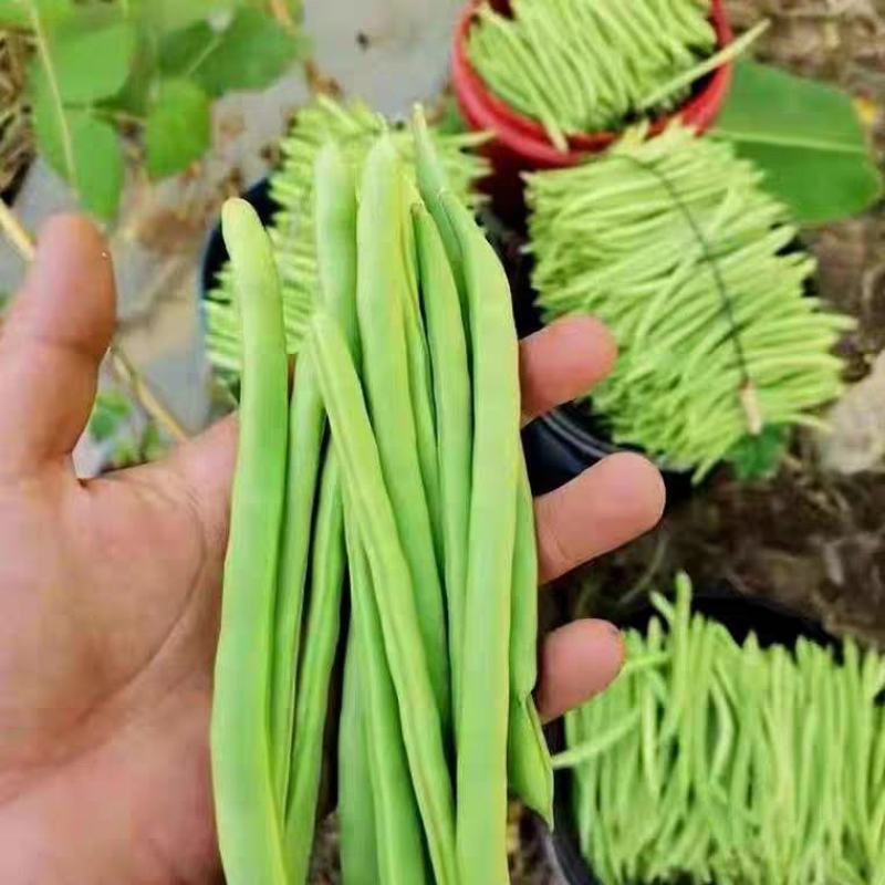 四季豆，白花四季豆产地一手货源，现摘打包装货发货保量