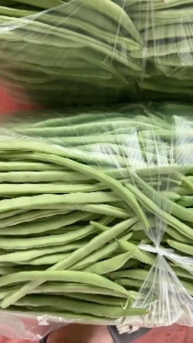 四季豆，白花四季豆产地一手货源，现摘打包装货发货保量