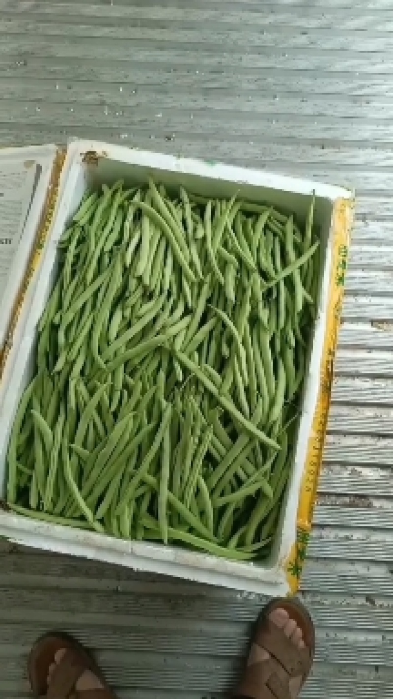 四季豆，白花四季豆产地一手货源，现摘打包装货发货保量