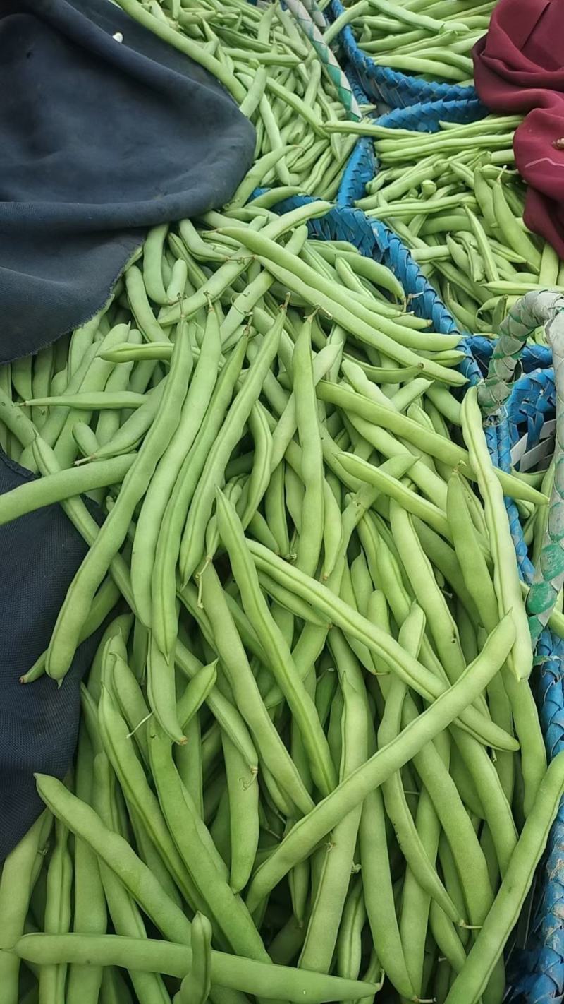 四季豆，白花四季豆产地一手货源，现摘打包装货发货保量