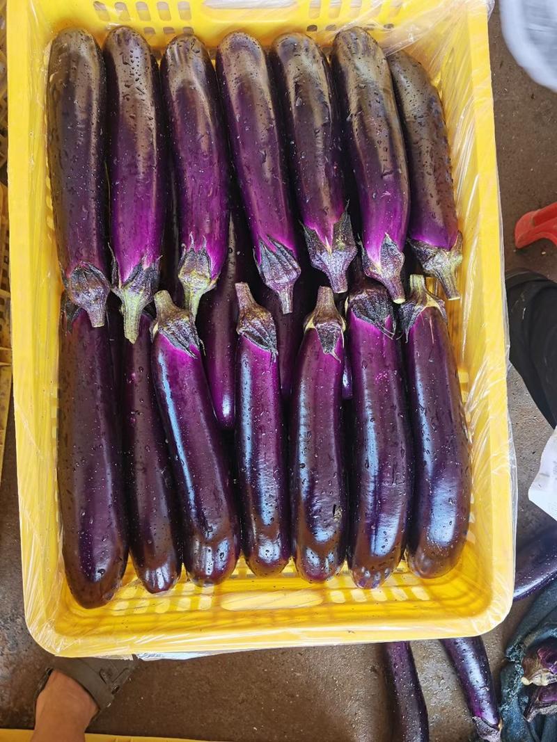 茄瓜、紫长茄
