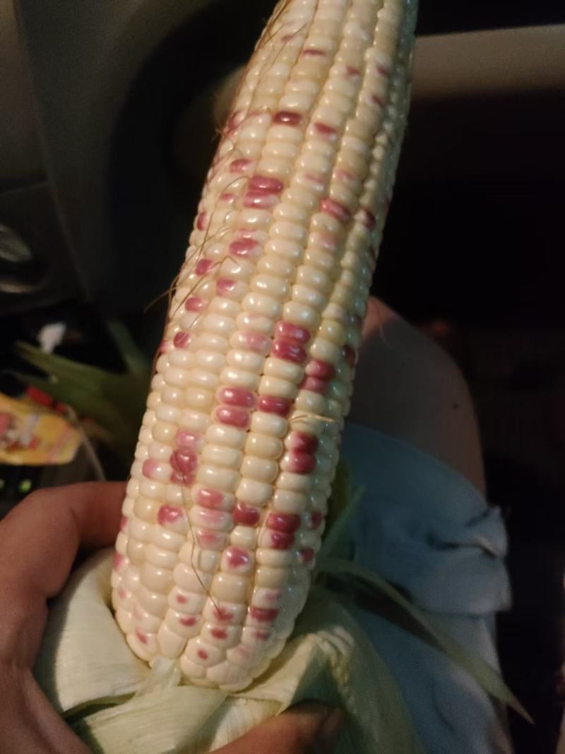 花糯鲜玉米