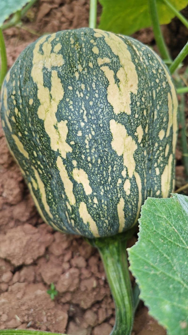四川金香南瓜花生瓜大量供应全国，货源充足量大从优欢迎咨询