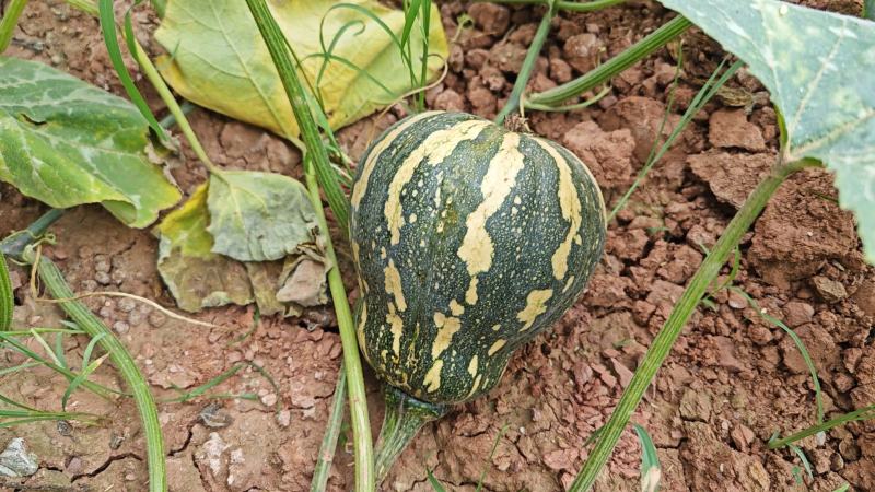 四川金香南瓜花生瓜大量供应全国，货源充足量大从优欢迎咨询