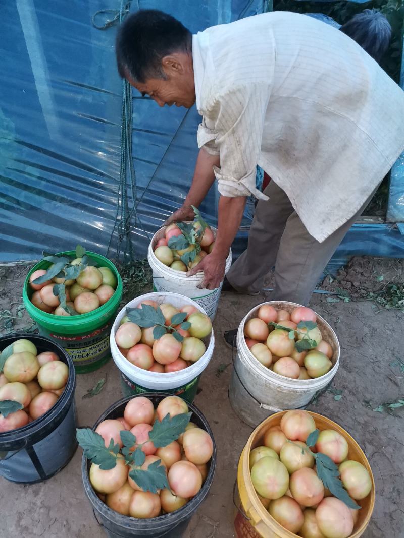 大口感西红柿大量上市